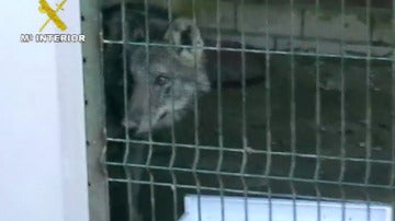 El lobo decomisado en Huelva