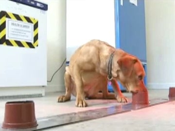 Un perro detectando cáncer mediante e olfato