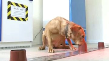 Un perro detectando c&aacute;ncer mediante e olfato