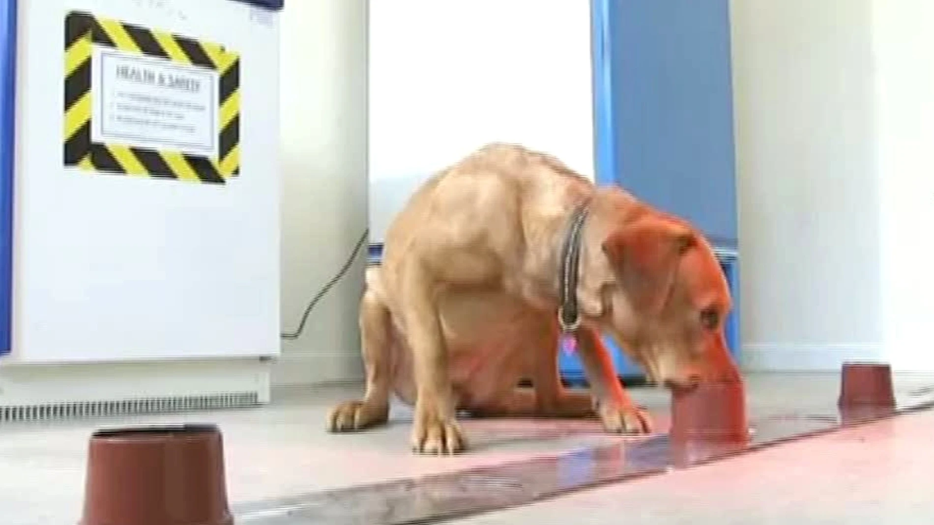 Un perro detectando cáncer mediante e olfato Un perro detectando cáncer mediante e olfato