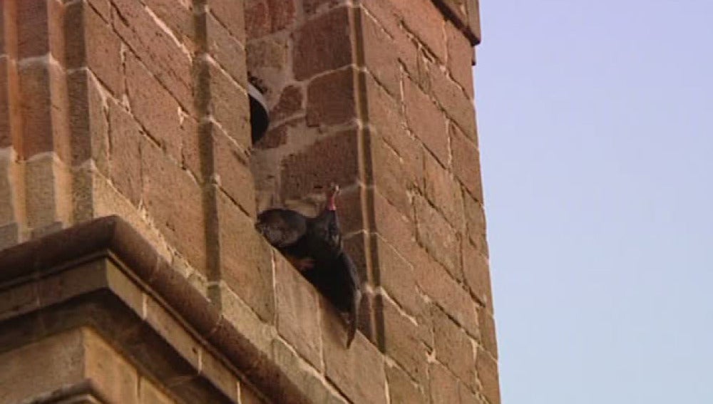 Lanzan una pava desde un campanario