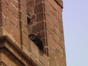 Lanzan una pava desde un campanario