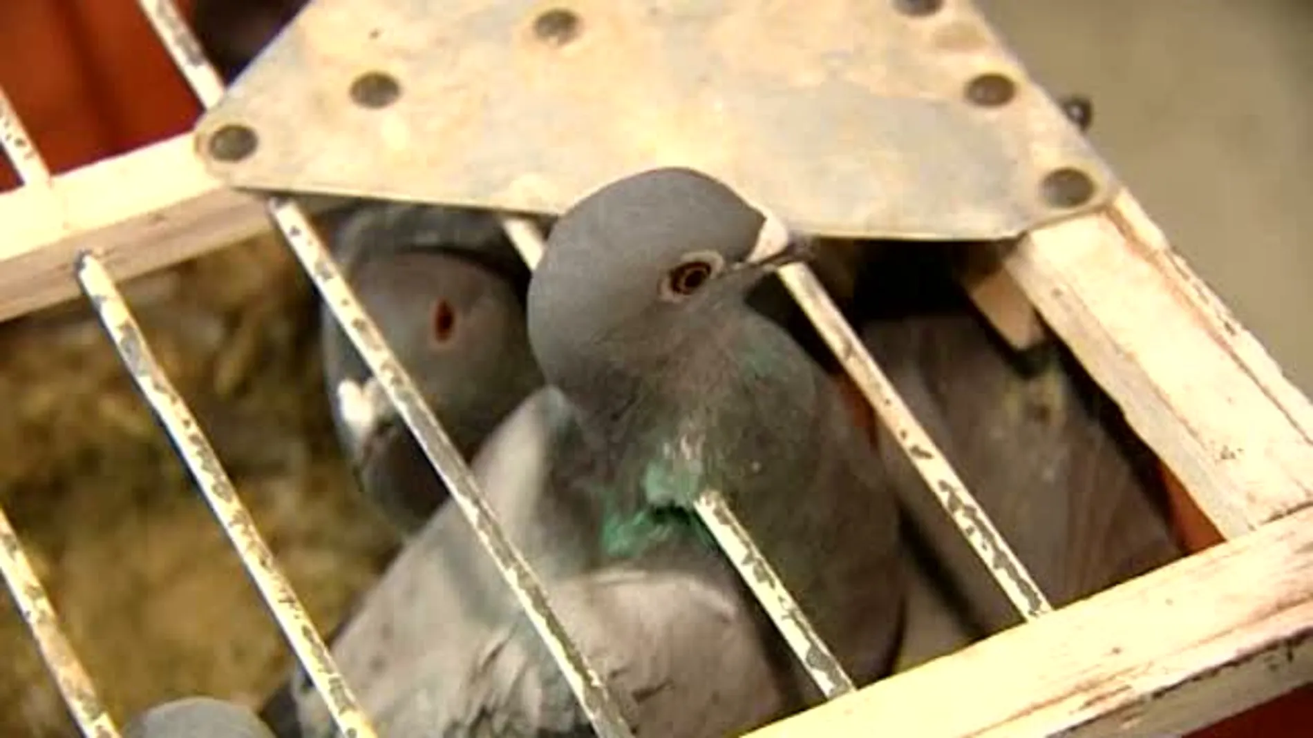 Las palomas mensajeras serán consideras deportistas oficiales