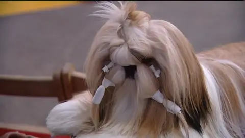 Desfile canino Desfile canino