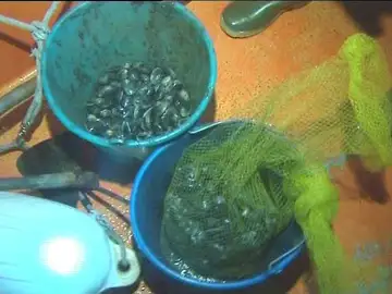 Marisco confiscado por el Servicio de Guardacostas de Galicia Marisco confiscado por el Servicio de Guardacostas de Galicia