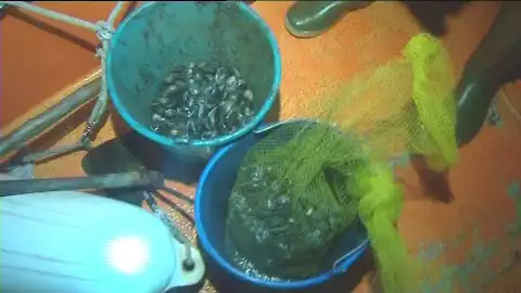 Marisco confiscado por el Servicio de Guardacostas de Galicia Marisco confiscado por el Servicio de Guardacostas de Galicia