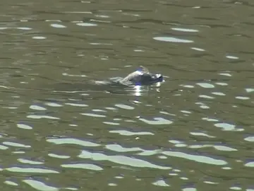 Hallan por sorpresa una foca en la ría de Bilbao Hallan por sorpresa una foca en la ría de Bilbao