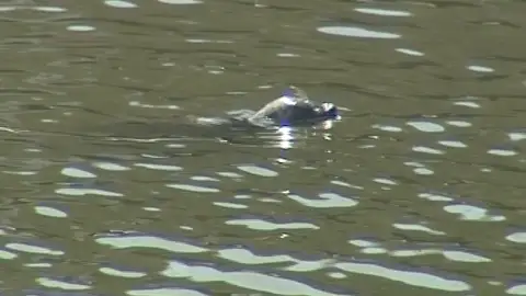 Hallan por sorpresa una foca en la ría de Bilbao Hallan por sorpresa una foca en la ría de Bilbao