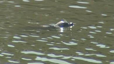 Hallan por sorpresa una foca en la ría de Bilbao