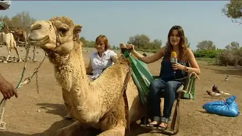 Camellos en Canarias Camellos en Canarias