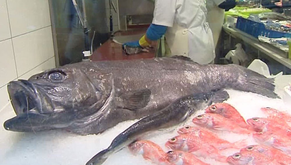 Un mero gigante a la venta en una pescadería