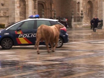 El toro fugado en León