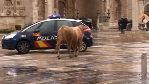 El toro fugado en León El toro fugado en León
