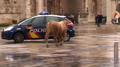 Un toro se escapa camino del matadero y se pasea por el centro de León