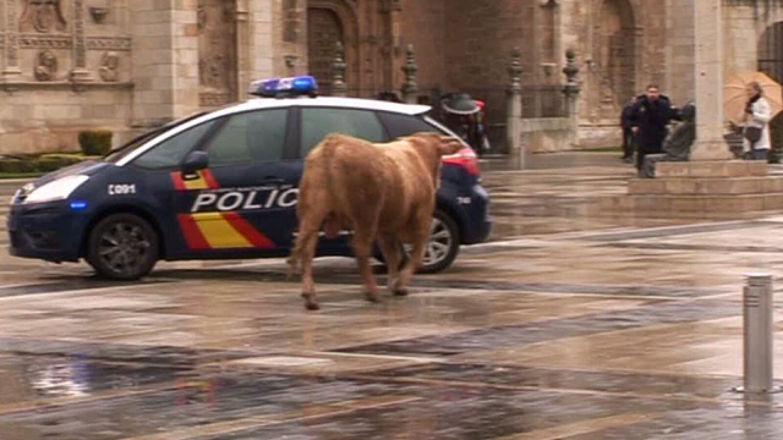 Un toro se escapa camino del matadero y se pasea por el centro de León