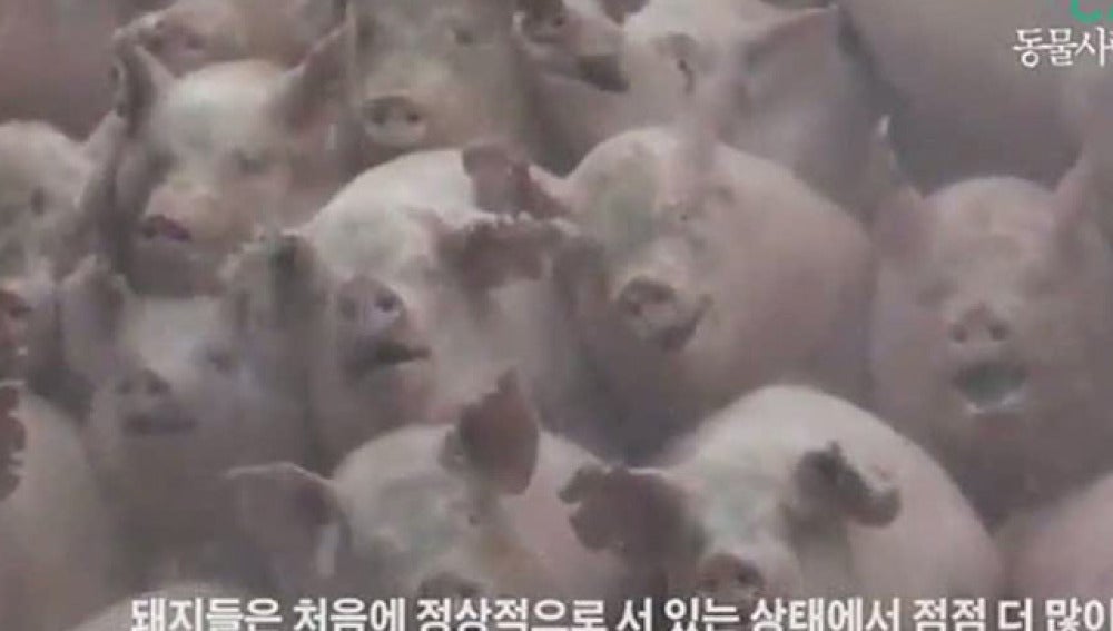 Tres millones de cerdos son enterrados vivos en Corea del Sur