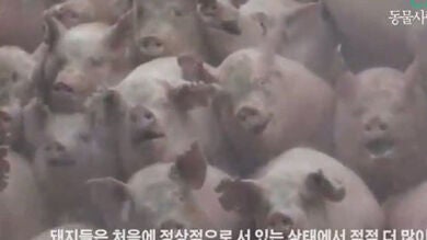 Enterrados vivos 3 millones de cerdos en Corea del Sur