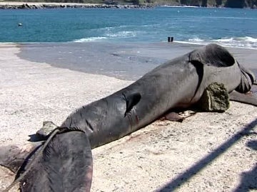 Un tiburón peregrino