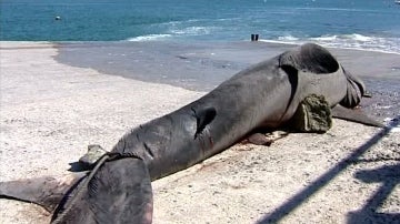 Un tiburón peregrino