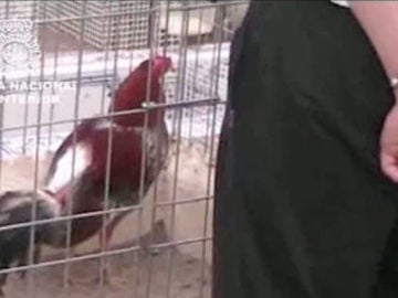 Peleas de gallos ilegales en Murcia