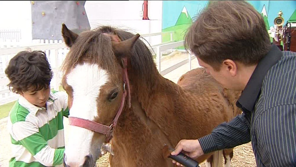 Un niño sujeta a un pony en el Salón del Caballo de Ferrol