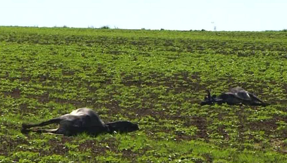 La policía tirotea a 18 vacas bravas en Sevilla