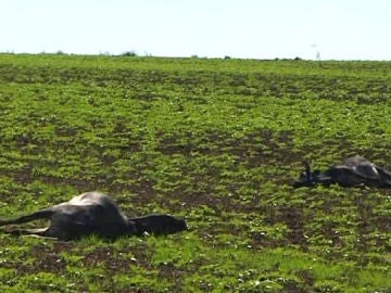 La policía tirotea a 18 vacas bravas en Sevilla