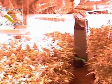 Laboratorio de marihuana