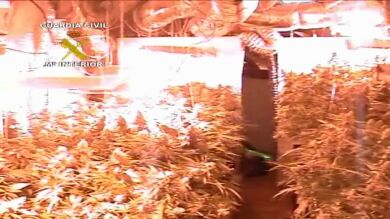 Desmantelado un laboratorio de cultivo de marihuana que tenía más de 600 plantas