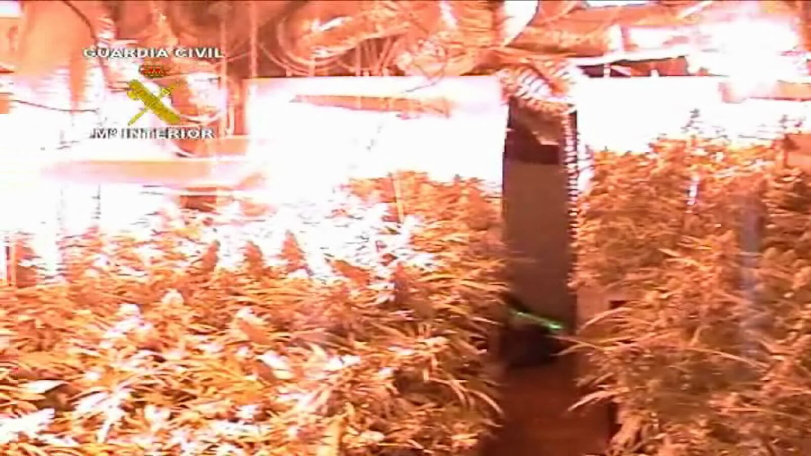 Desmantelado un laboratorio de cultivo de marihuana que tenía más de 600 plantas