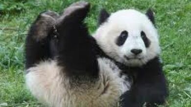 Muere el último oso panda de Berlín