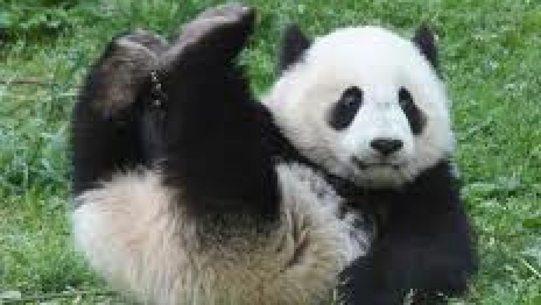 Oso Panda
