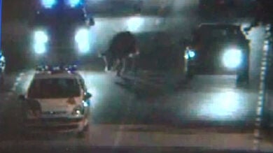 Una vaca se escapa de su granja y camina varios kilómetros en busca de su antigua casa