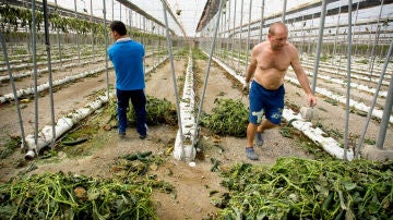 Trabajadores arrancan plantaciones de pepino de un invernadero en Las Norias (Almería)