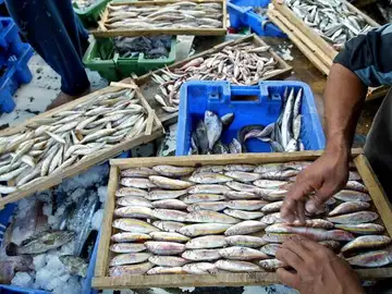 Pescadores Pescadores