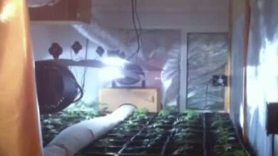 Nueve detenidos por cultivo y distribución de marihuana en A Coruña