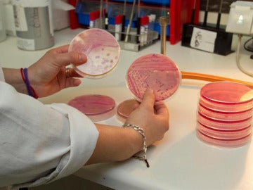 Análisis de laboratorio de la bacteria E.Coli Análisis de laboratorio de la bacteria E.Coli