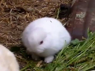 Un conejo sin orejas