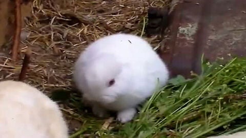 Un conejo sin orejas