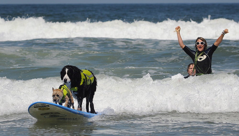 Perros haciendo surf