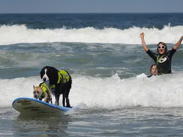 Perros haciendo surf Perros haciendo surf