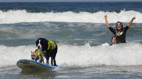Perros haciendo surf