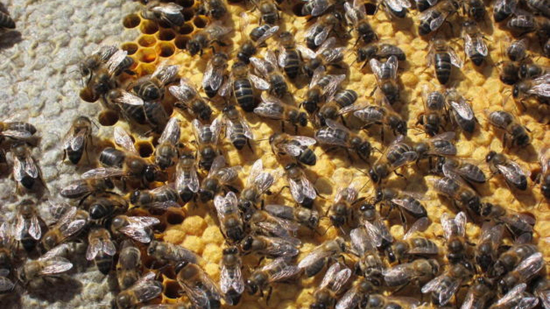 Colmena de abejas