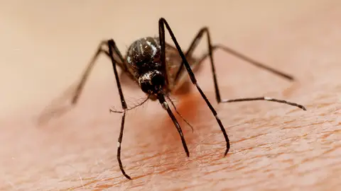 Mosquito Mosquito