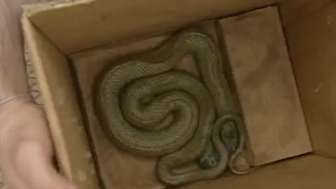 Una culebra de metro y medio Una culebra de metro y medio