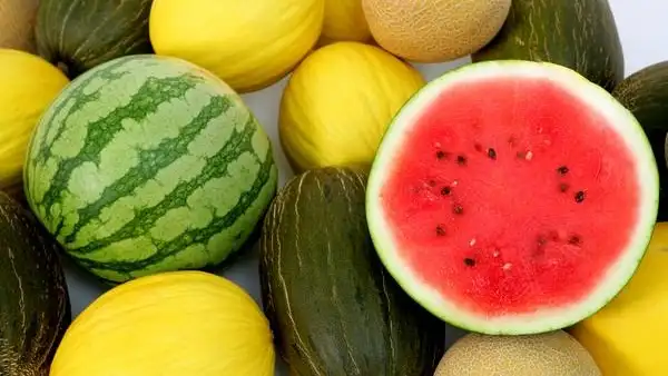 Sandías y melones Sandías y melones