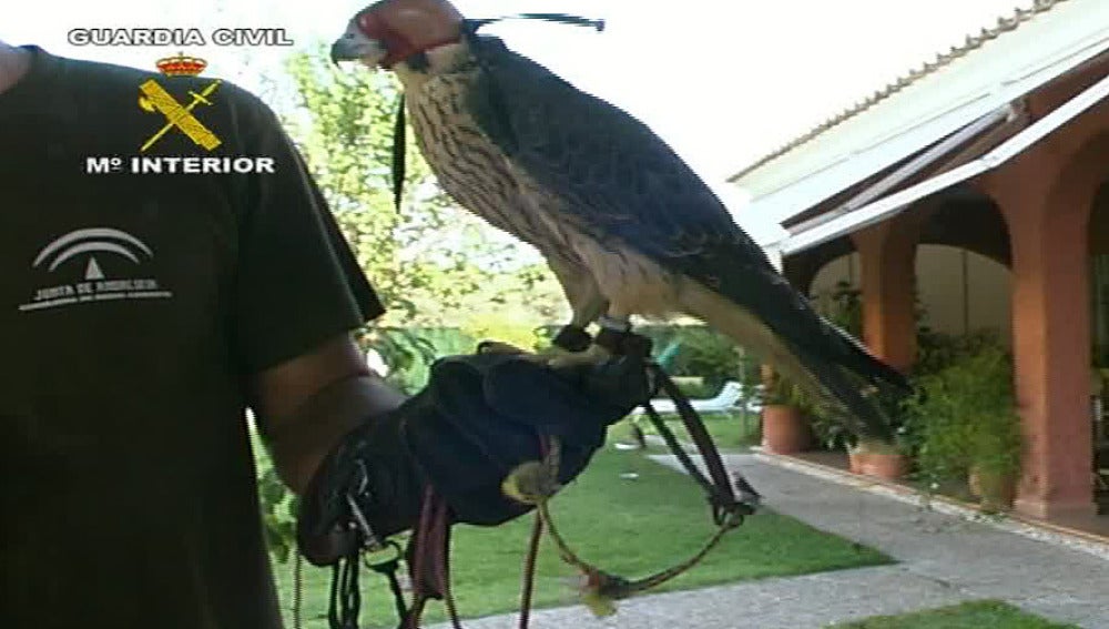 Traficaban con aves rapaces