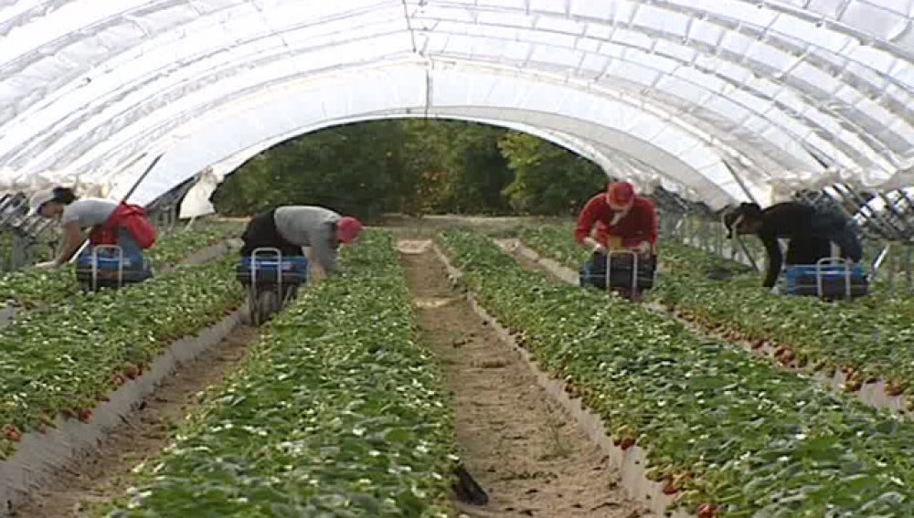 Trabajadores en el campo