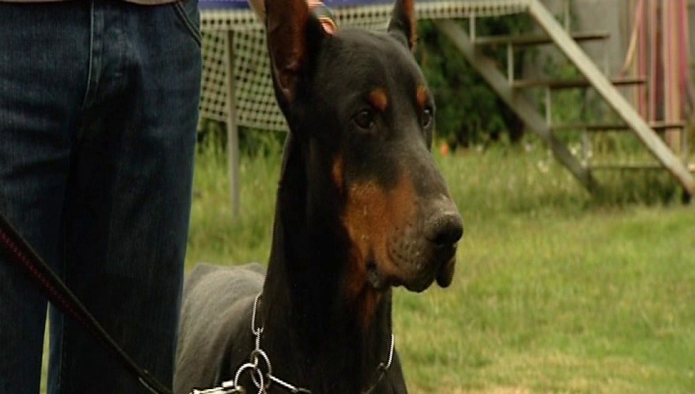 Perros con malas pulgas