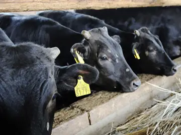Vacas en una granja cerca de Fukushima Vacas en una granja cerca de Fukushima